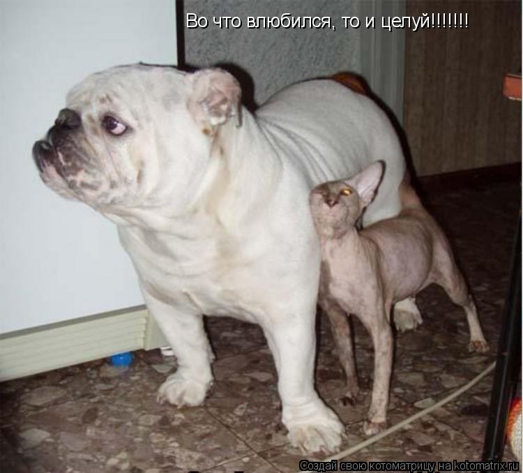 Во что влюбился, то и целуй!!!!!!!... Котоматрица: Во что влюбился, то и целуй!!!!!!!