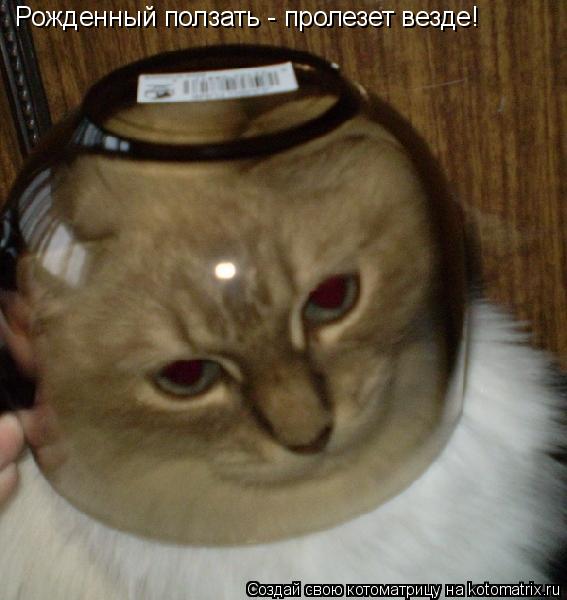 Рожденный ползать - пролезет везде!... Котоматрица: Рожденный ползать - пролезет везде!