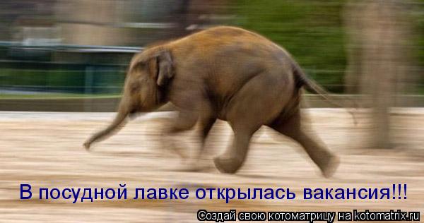 В посудной лавке открылась вакансия!!!... Котоматрица: В посудной лавке открылась вакансия!!!