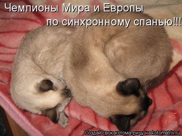 Чемпионы Мира и Европы по синхронному спанью!!!... Котоматрица: Чемпионы Мира и Европы по синхронному спанью!!!