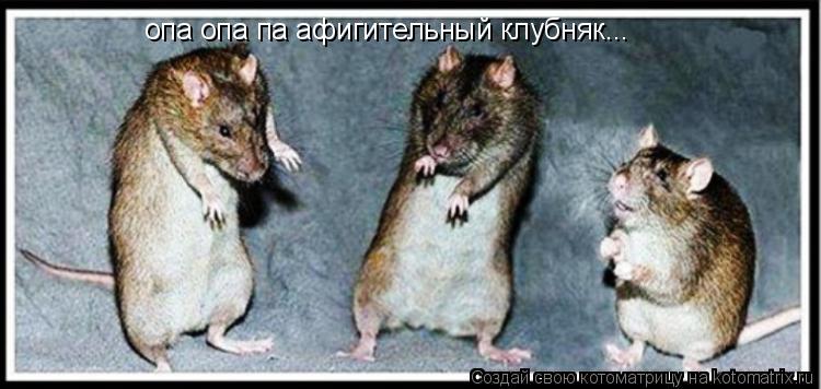 опа опа па афигительный клубняк...... Котоматрица: опа опа па афигительный клубняк...
