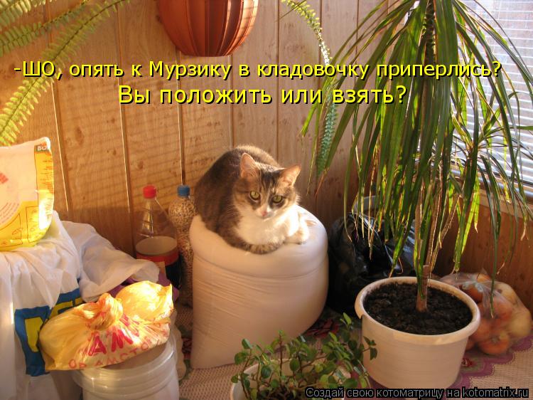 -ШО, опять к Мурзику в кладовочку приперлись? Вы положить или взять?... Котоматрица: -ШО, опять к Мурзику в кладовочку приперлись? Вы положить или взять?