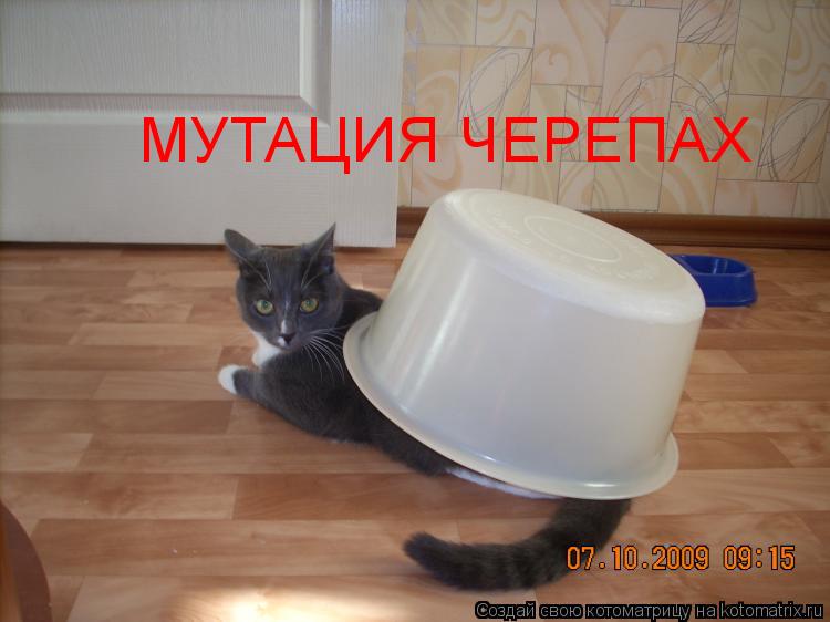 Котоматрица: МУТАЦИЯ ЧЕРЕПАХ