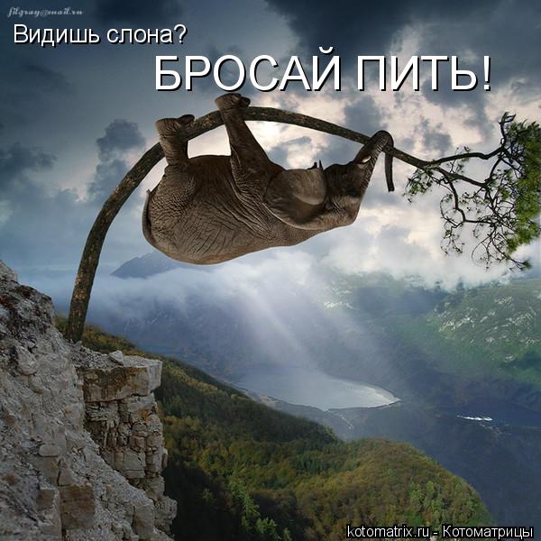 Видишь слона? БРОСАЙ ПИТЬ!... Котоматрица: Видишь слона? БРОСАЙ ПИТЬ!