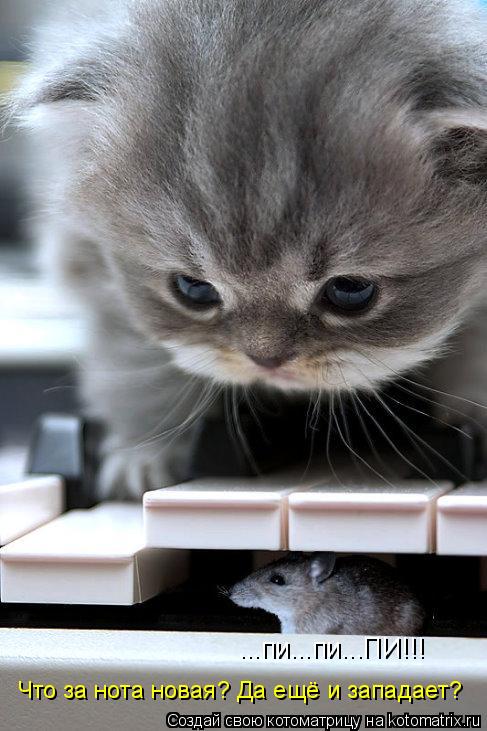Котоматрица: ...пи...пи...ПИ!!! Что за нота новая? Да ещё и западает?