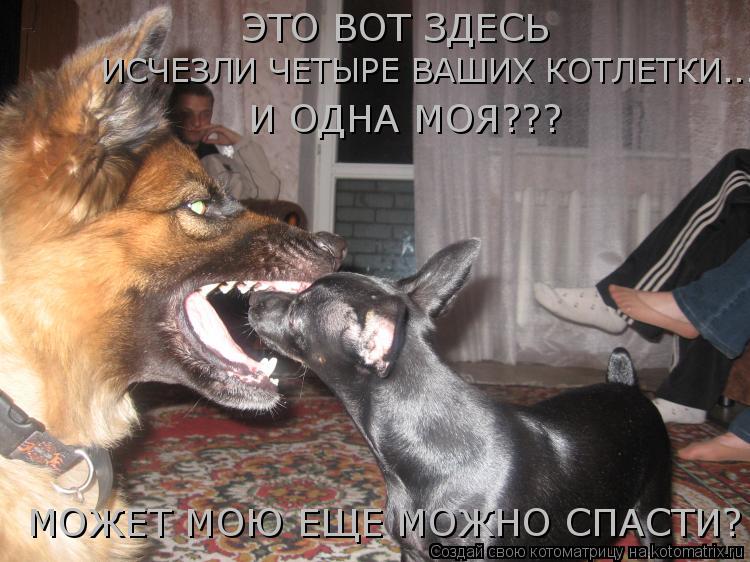 Котоматрица: ИСЧЕЗЛИ ЧЕТЫРЕ ВАШИХ КОТЛЕТКИ... ЭТО ВОТ ЗДЕСЬ И ОДНА МОЯ??? МОЖЕТ МОЮ ЕЩЕ МОЖНО СПАСТИ?