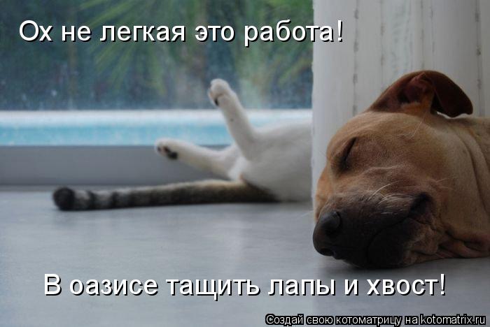 Ох не легкая это работа! В оазисе тащить лапы и хвост В оазисе тащить лапы и хвост!... Котоматрица: Ох не легкая это работа! В оазисе тащить лапы и хвост В оазисе тащить лапы и хвост!
