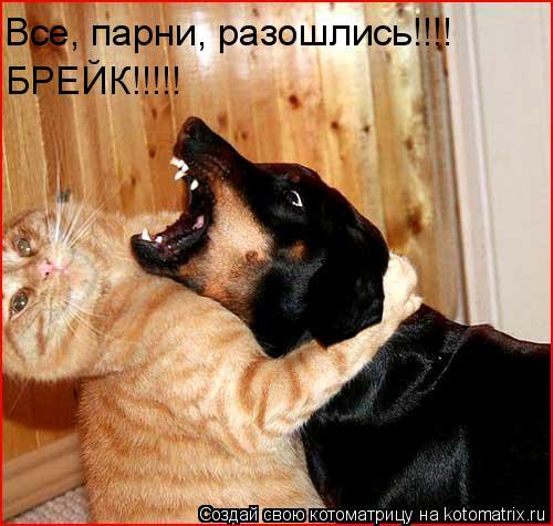 Котоматрица: БРЕЙК!!!!! Все, парни, разошлись!!!!