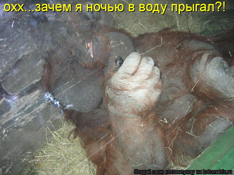 Котоматрица: охх...зачем я ночью в воду прыгал?!