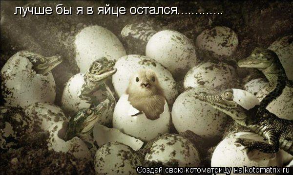 Котоматрица: лучше бы я в яйце остался.............
