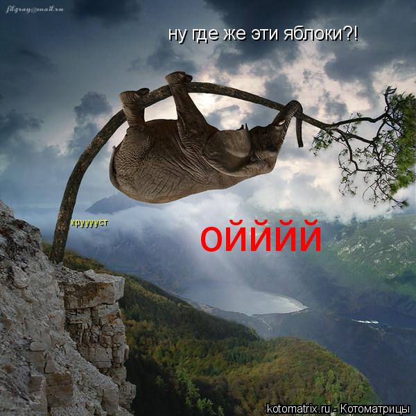 Котоматрица: ну где же эти яблоки?! хрууууст ойййй