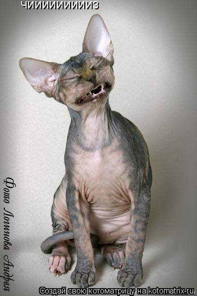 Котоматрица: чиииииииииз