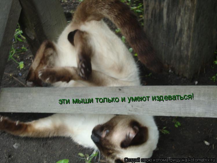 Котоматрица: эти мыши только и умеют издеваться! эти мыши только и умеют издеваться! эти мыши только и умеют издеваться!