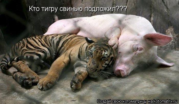 Кто тигру свинью подложил???... Котоматрица: Кто тигру свинью подложил???