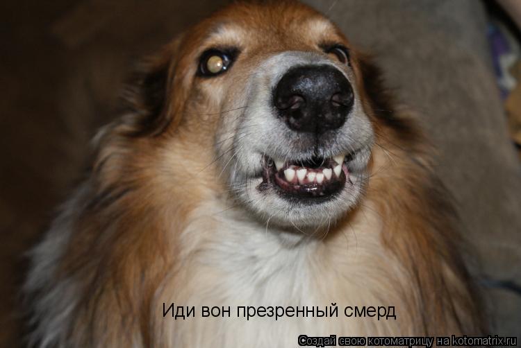 Котоматрица: Иди вон презренный смерд