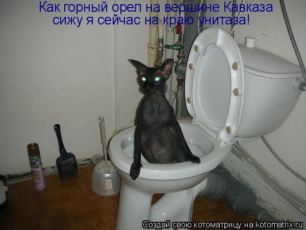 Котоматрица: Как горный орел на вершине Кавказа сижу я сейчас на краю унитаза!