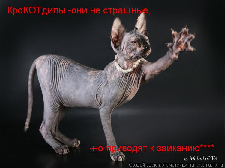 -но приводят к заиканию**** КроКОТдилы -они не страшные,... Котоматрица: -но приводят к заиканию**** КроКОТдилы -они не страшные,