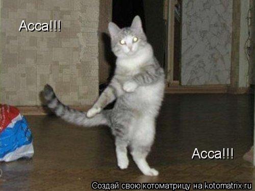 Асса!!! Асса!!!... Котоматрица: Асса!!! Асса!!!