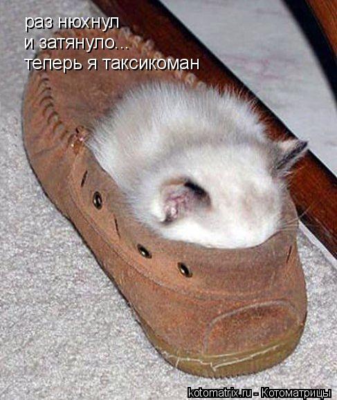 раз нюхнул и затянуло... теперь я таксикоман... Котоматрица: раз нюхнул и затянуло... теперь я таксикоман