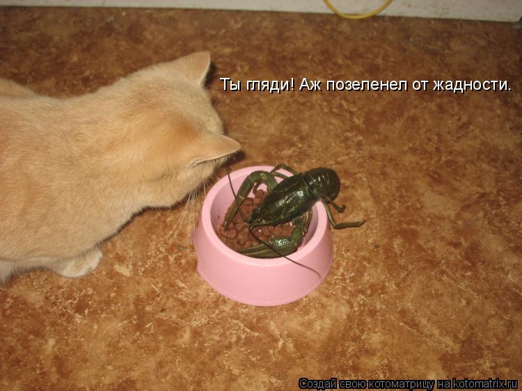 Ты гляди! Аж позеленел от жадности.... Котоматрица: Ты гляди! Аж позеленел от жадности.