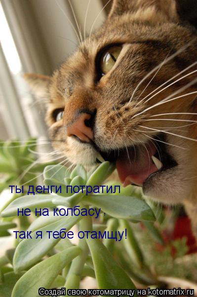 ты денги потратил не на колбасу , так я тебе отамщу!... Котоматрица: ты денги потратил не на колбасу , так я тебе отамщу!