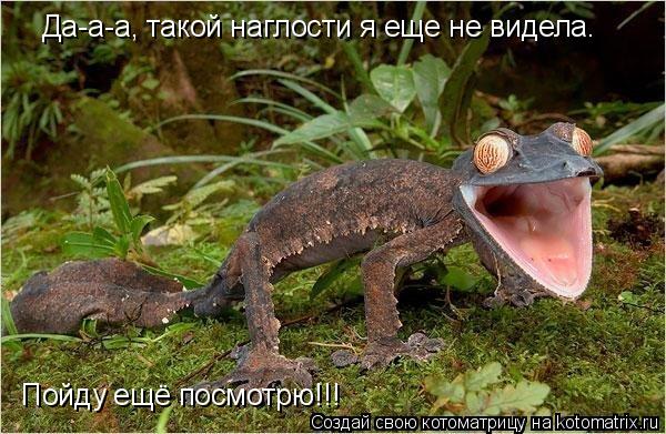 Котоматрица: Да-а-а, такой наглости я еще не видела.  Пойду ещё посмотрю!!!