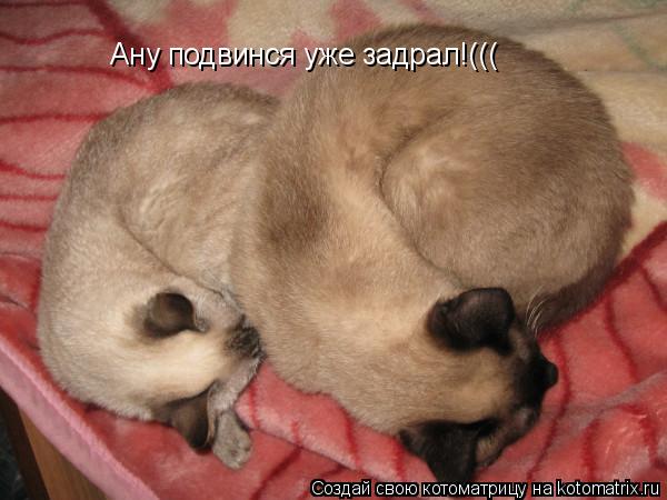 Ану подвинся уже задрал!(((... Котоматрица: Ану подвинся уже задрал!(((