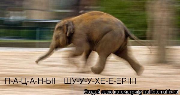 П-А-Ц-А-Н-Ы! ШУ-У-У-ХЕ-Е-ЕР!!!!... Котоматрица: П-А-Ц-А-Н-Ы! ШУ-У-У-ХЕ-Е-ЕР!!!!