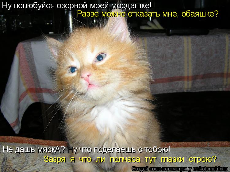 Ну полюбуйся озорной моей мордашке! Разве можно отказать мне, обаяшке? Не дашь мяскА? Ну что поделаеш... Котоматрица: Ну полюбуйся озорной моей мордашке! Разве можно отказать мне, обаяшке? Не дашь мяскА? Ну что поделаешь с тобою! Зазря я что ли полчаса тут