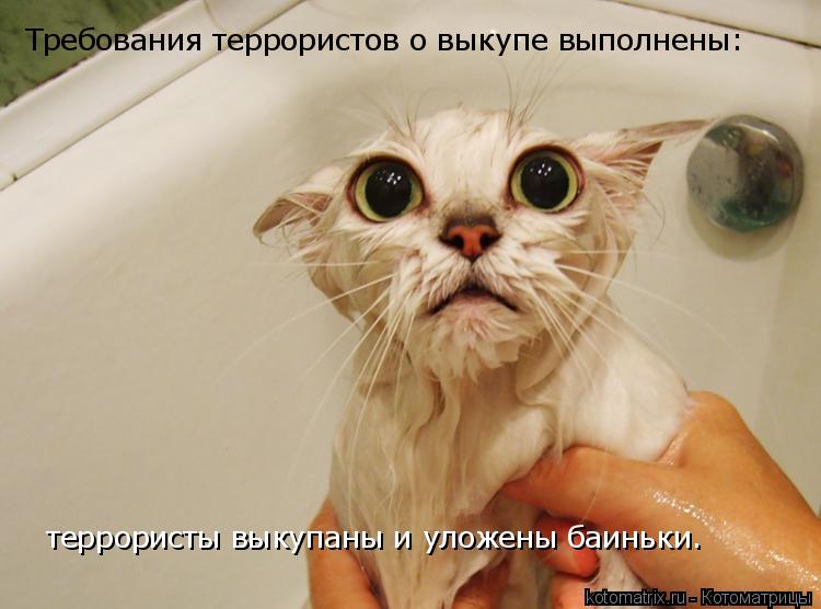 Требования террористов о выкупе выполнены: террористы выкупаны и уложены баиньки.... Котоматрица: Требования террористов о выкупе выполнены: террористы выкупаны и уложены баиньки.