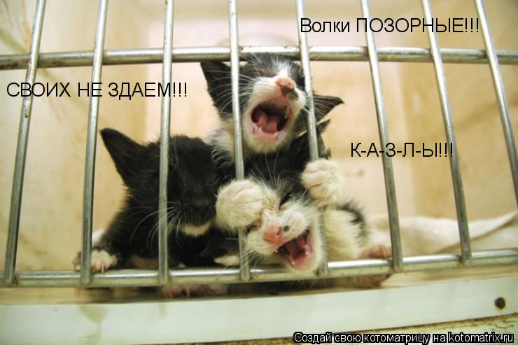 Волки ПОЗОРНЫЕ!!! К-А-З-Л-Ы!!! СВОИХ НЕ ЗДАЕМ!!!... Котоматрица: Волки ПОЗОРНЫЕ!!! К-А-З-Л-Ы!!! СВОИХ НЕ ЗДАЕМ!!!