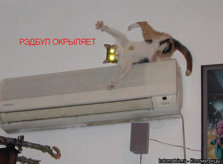 РЭДБУЛ ОКРЫЛЯЕТ... Котоматрица: РЭДБУЛ ОКРЫЛЯЕТ