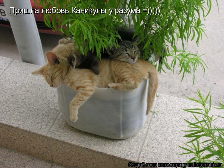 Пришла любовь…Каникулы у разума…=)))))... Котоматрица: Пришла любовь…Каникулы у разума…=)))))