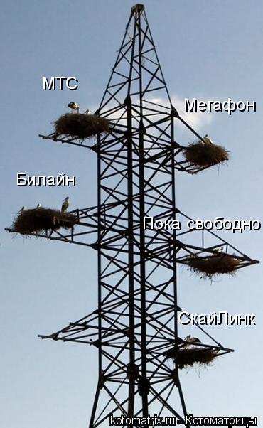 Котоматрица: МТС Мегафон Билайн СкайЛинк Пока свободно