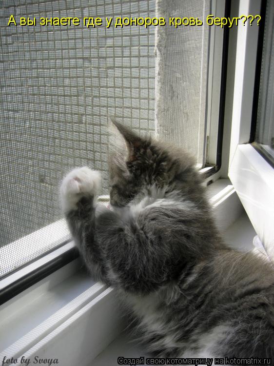 Котоматрица: А вы знаете где у доноров кровь берут???