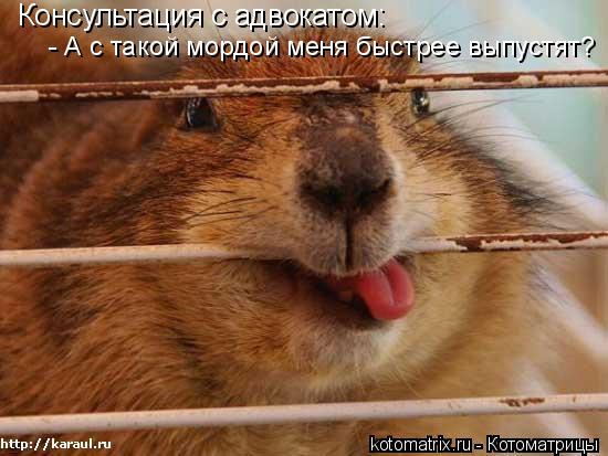 Котоматрица: Консультация с адвокатом: - А с такой мордой меня быстрее выпустят?