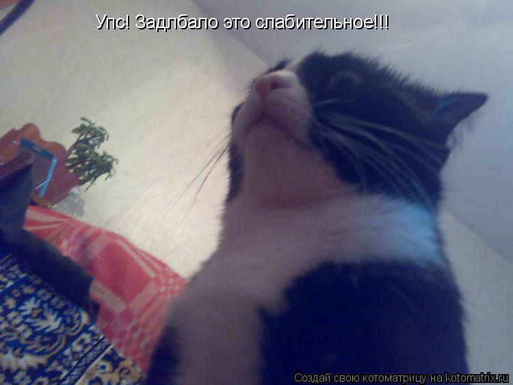 Котоматрица: Упс! Задлбало это слабительное!!!