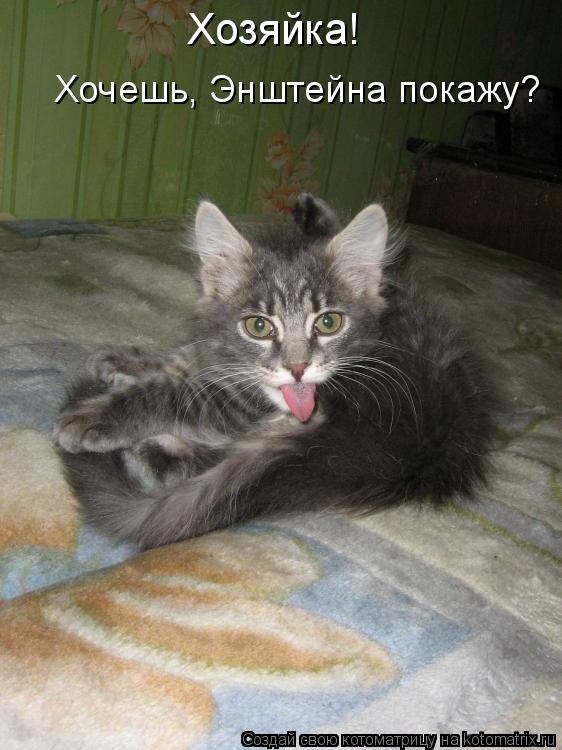 Котоматрица: Хозяйка! Хочешь, Энштейна покажу?