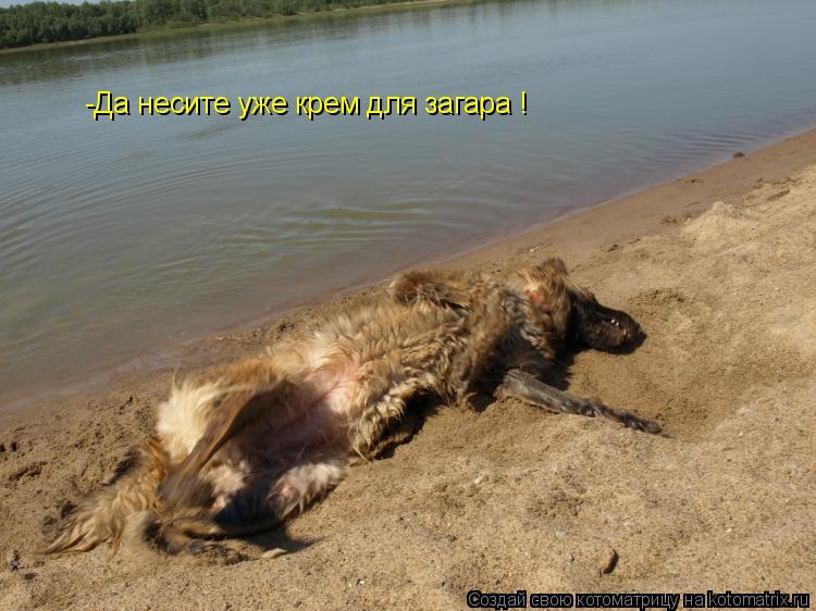 Котоматрица: -Да несите уже крем для загара !