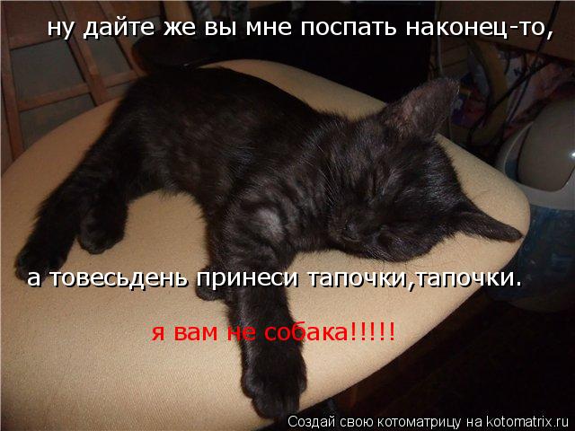 Котоматрица: ну дайте же вы мне поспать наконец-то, а товесьдень принеси тапочки,тапочки. я вам не собака!!!!!