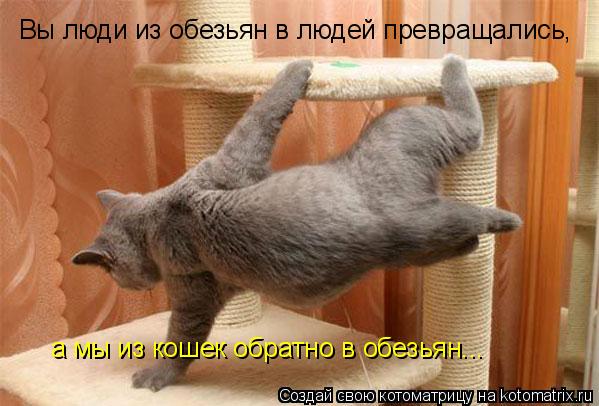 Котоматрица: Вы люди из обезьян в людей превращались, а мы из кошек обратно в обезьян...
