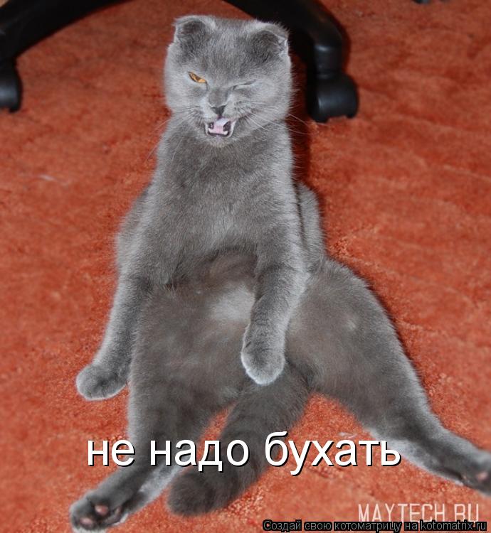 Котоматрица: не надо бухать