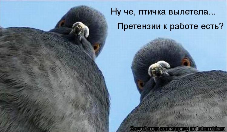 Котоматрица: Ну че, птичка вылетела... Претензии к работе есть?