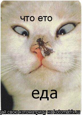 Котоматрица: что ето еда
