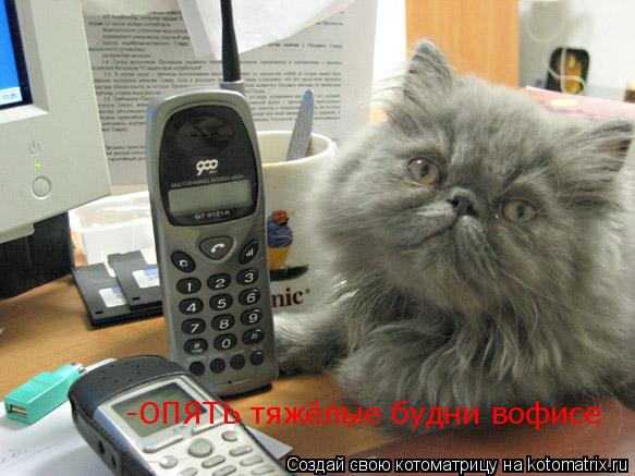 Котоматрица: -ОПЯТЬ тяжёлые будни вофисе