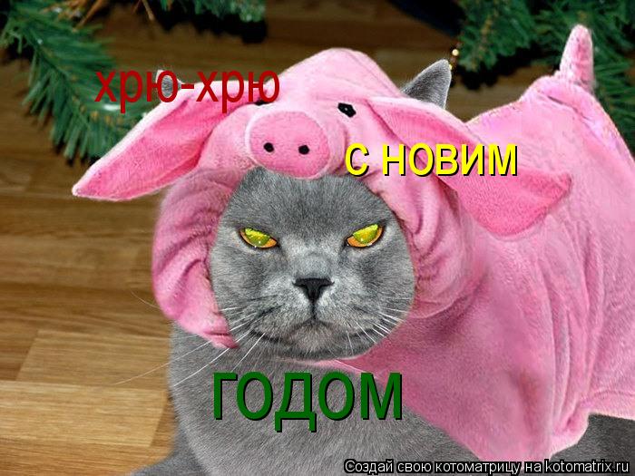 Котоматрица: хрю-хрю с новим  годом