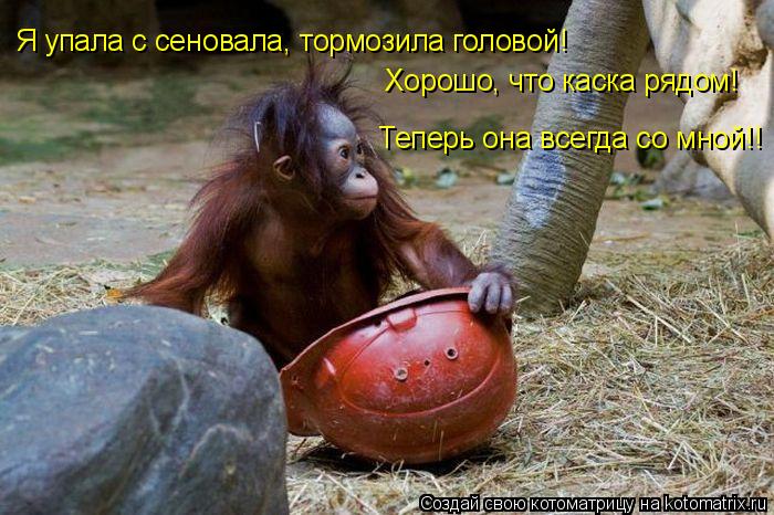 Котоматрица: Я упала с сеновала, тормозила головой! Хорошо, что каска рядом! Теперь она всегда со мной!!