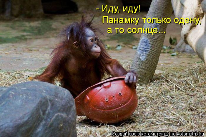 Котоматрица: - Иду, иду!  Панамку только одену, а то солнце...