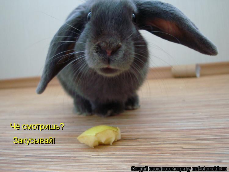 Чё смотришь? Закусывай!... Котоматрица: Чё смотришь? Закусывай!
