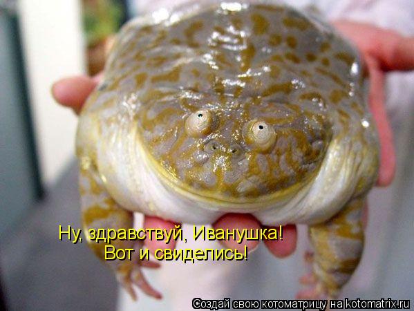 Ну, здравствуй, Иванушка! Вот и свиделись!... Котоматрица: Ну, здравствуй, Иванушка! Вот и свиделись!